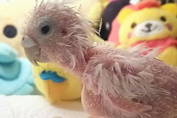 PBFDそらちゃんと☆あむしろインコ日記☆ - PBFD ジャンボ