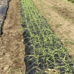 気比野菜（減農薬・無農薬で米・野菜作りに挑戦）