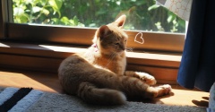 季節先取り猫♪