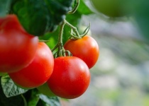 「ミニトマト」とかいう野菜