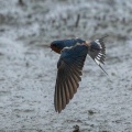 2026年6月18日の野鳥公園