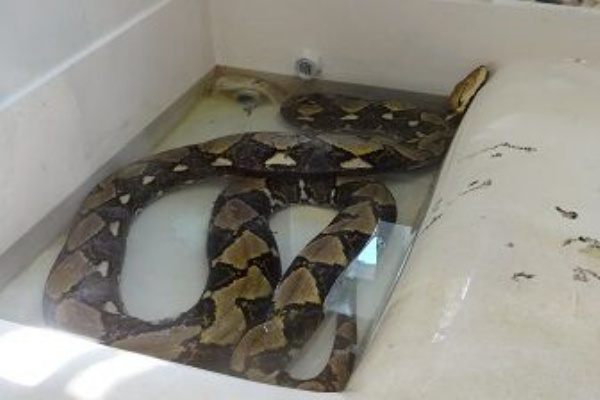 逃走中 番外編 捕獲されたアミメニシキヘビさんは野毛山動物園にてステイホーム中 一般公開はされていない いまなに 速報