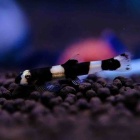 『9月25日(木)熱帯魚入荷情報🐟』の画像