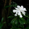 やっとクチナシの花が咲きました