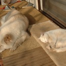 【画像】 犬と猫【再】