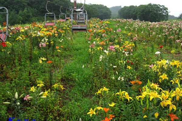 白馬岩岳ゆり園 ７ リフトから散策道へ ７月の長野県白馬村 やねのうえ 日本の屋根 北陸 甲信越の旅