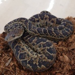 爬虫類倶楽部 Ｊ ジョイフル本田千代田店