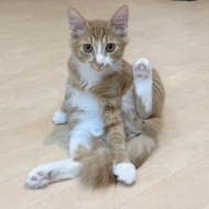 猫式ヨガ忘年会のおしらせ