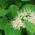 夏の花咲く那須連山へ