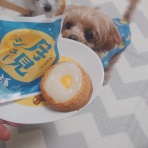 元保護犬 マルチーズとトイプードルの記録♪