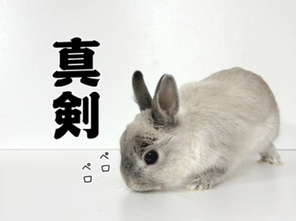 うさぎのルリ(1/27追記)