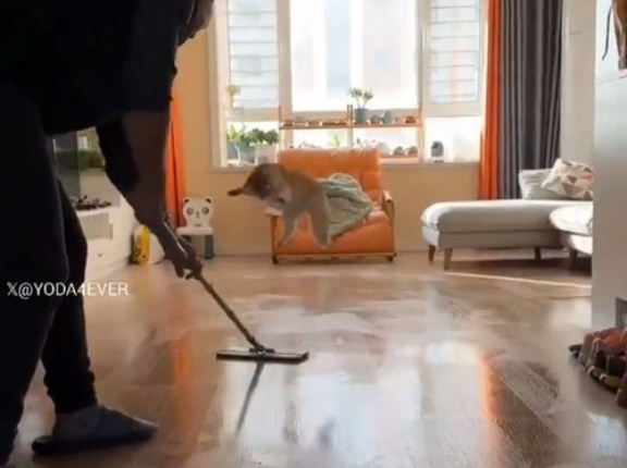 この猫がいたら掃除がはかどること間違いなし…モップ掛けをするたびにピョンピョン