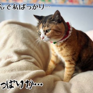 猫とお酒と日々のこと