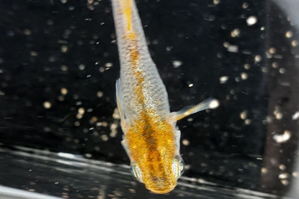 凸凹めだか凸凹 21年09月