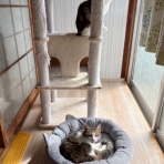 猫々
