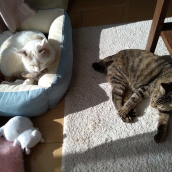 実物のﾈｺﾁｬﾝたちセカンド157