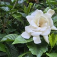 今季なごりのクチナシの花