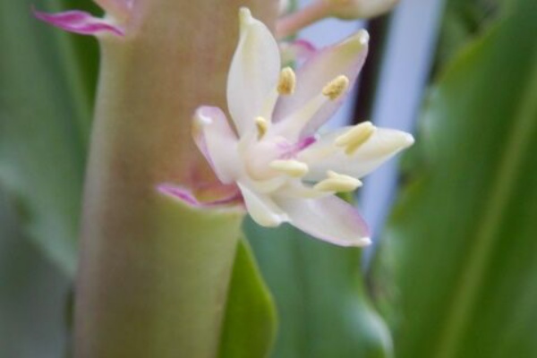 庭の花 パイナップルリリー咲く 定年生活