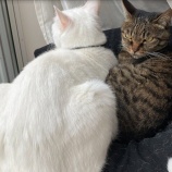 お姉ちゃんを見失わない猫