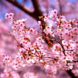 『2026.4 『岡山後楽園  🌸桜林🌸 ➁』岡山市北区後楽園』の画像