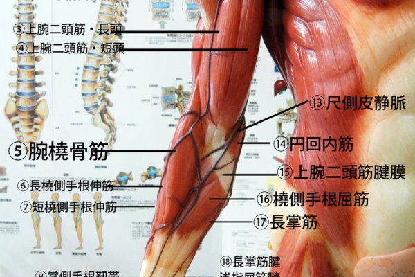 人体解剖学など 14
