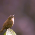 『投稿：健康維持を兼ねたBORGでの野鳥撮影　2024/05/03』の画像