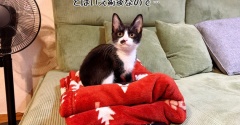 栄光くんのずっとのおウチ