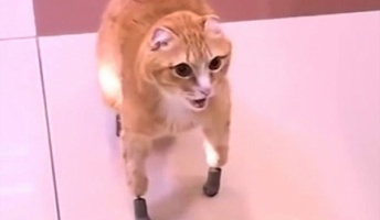 【奇跡】凍傷で全ての足を失った猫が安楽死を逃れた方法