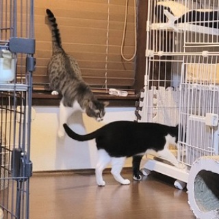 みにみゅう　猫の飼い主さん募集中　
