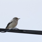 愉快な鳥撮記！