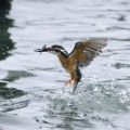 2026年6月5日の野鳥公園