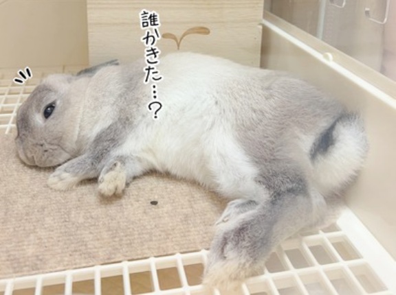うさぎのルリ(8/12追記)