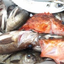 4月12日（日）晴　今日の釣果☆☆☆