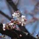 ★血圧の折れ線グラフ春めける