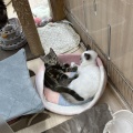 仲良しにゃんず🐾ᵕ̈
