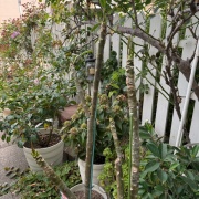 ＊プルメリア即動き出すと荒れた庭(￣▽￣;)