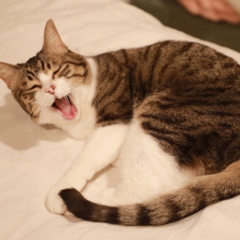 いつも通りの猫ら。