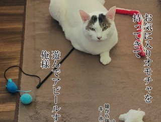 息子の認定調査に行ってきました。と、シアンなしずくちゃん作りました。