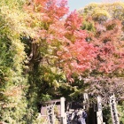 『冬に向かいて　１』の画像