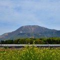 伊吹山と菜の花