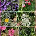 立川郵便局花壇に咲く花々
