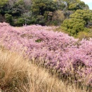 沼津 来ル海の河津桜が満開です 2026