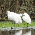 2026年6月4日の野鳥公園