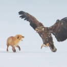 キタキツネを威嚇するオジロワシ若 White-tailed Eagle