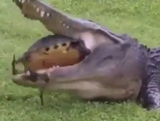 おいしそうなカメだ、いただきまーす。カメをまるごと食べようとしたワニだったが・・・。海外の反応