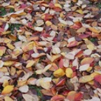 話し相手は夫だけ