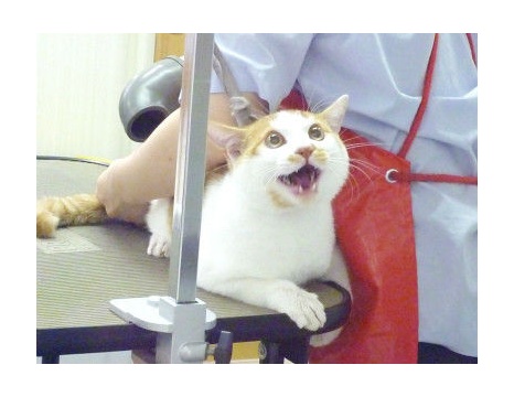 刺身のにおいを嗅いでイカ耳になる猫 ツンギレ猫の日常 Number40 旧 刺身のにおいを嗅いでイカ耳になる猫 ツンギレ猫の日常 Number40 旧
