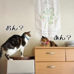 猫とお酒と日々のこと