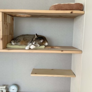 キャットステップに使用した棚板と そのつけ方 空カフェ ゆる猫との暮らし Powered By ライブドアブログ キャットステップに使用した棚板と そのつけ方 空カフェ ゆる猫との暮らし Powered By ライブドアブログ