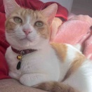 🐱 福音ちゃんのいま🍀《里親さん通信》